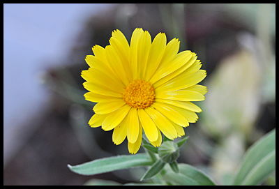 yellow daisy like flower