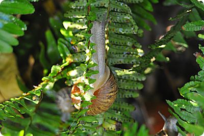a pair of snails
