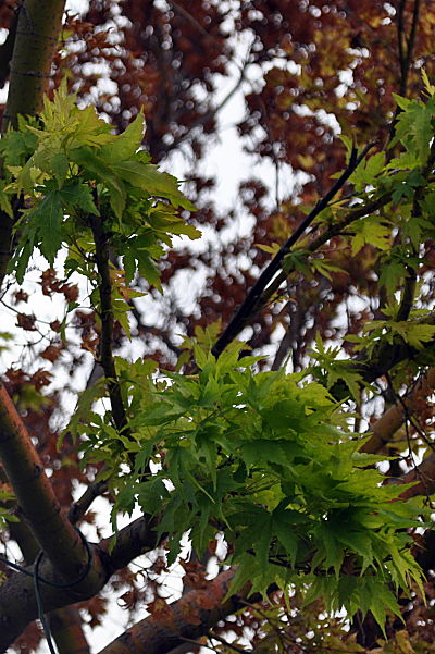 SummerWinds Acer