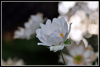 blooming Anemone