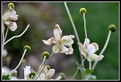 anemone spent blooms
