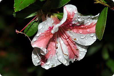 Azalea in the rain
