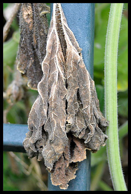 bat wings