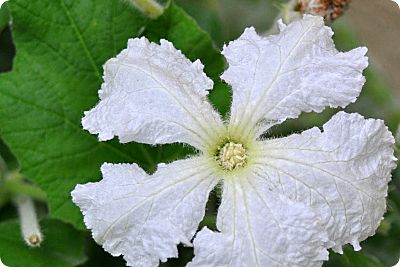 birdhouse gourd flower