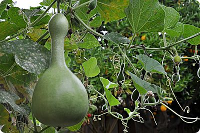 birdhouse gourd perspective with orange tree