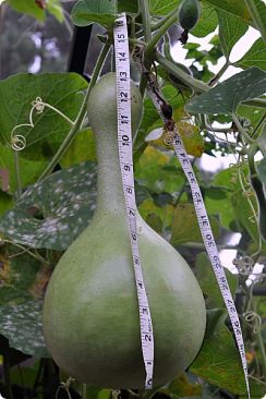 birdhouse gourd with tape measure