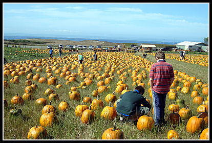 Bob's Pumpkin Farm, Half Moon Bay
