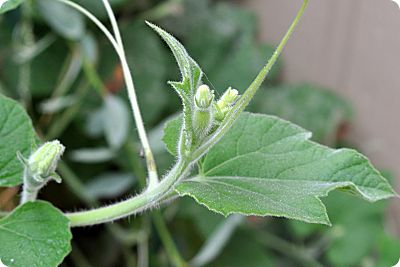 birdhouse gourd buds
