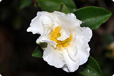 rain drop on camellia