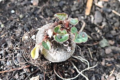 cyclamen corm