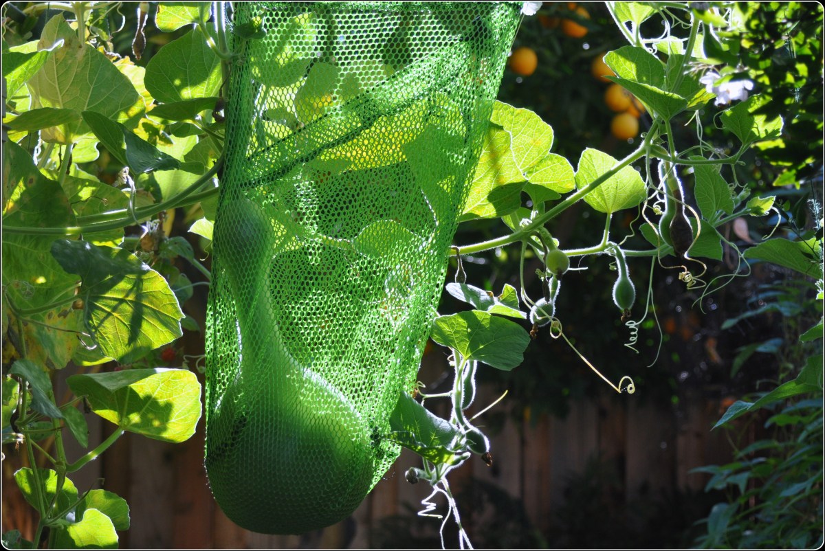 Gourd support