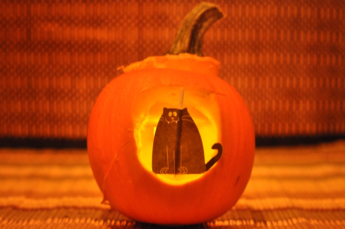 pumpkin cat