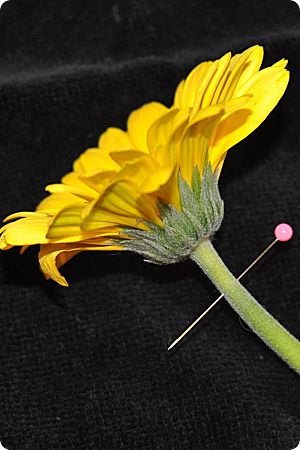 gerbera daisy with pin