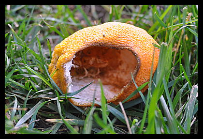 hollowed orange