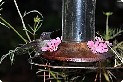Hummingbird October 22nd