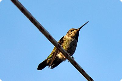 Hummingbird August 24th