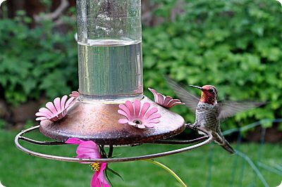 Hummingbird August 4th