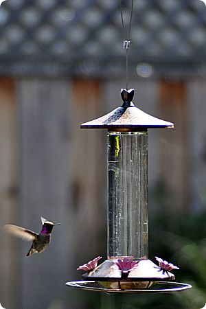 Hummingbird February 25th