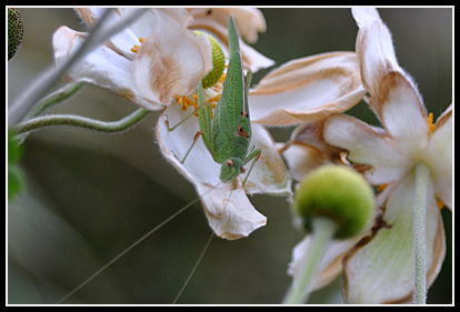 Katydid on Anemone