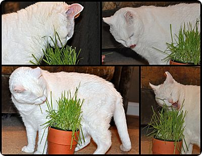 KT eating grass