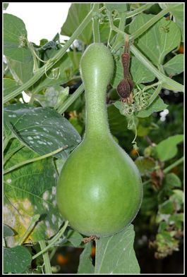 larger birdhouse gourd