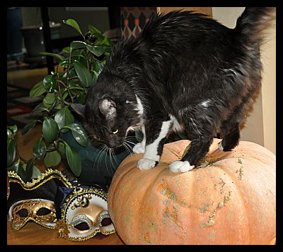 Cat on Pumpkin