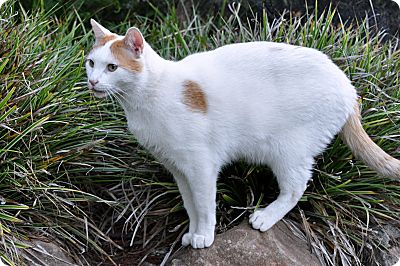 Mighty Mouse neighborhood cat
