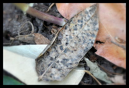 mottled leaf