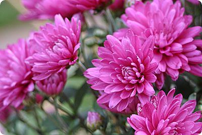 Chrysanthemums