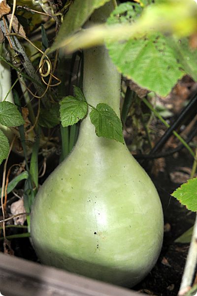 newer birdhouse gourd