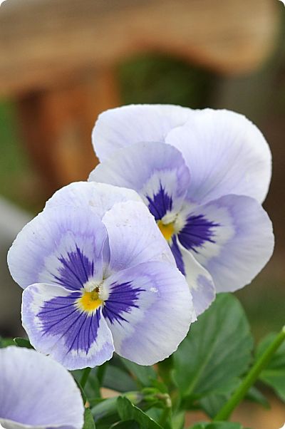 pansies