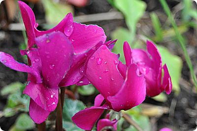 pink cyclamen pink cyclamen