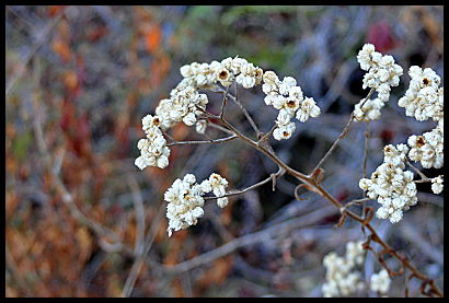 popcorn like flowers going to seed