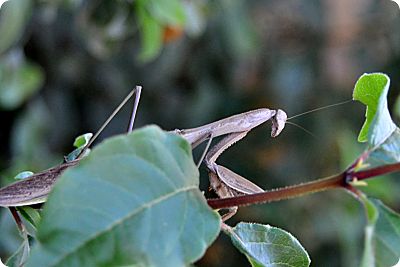 praying mantis