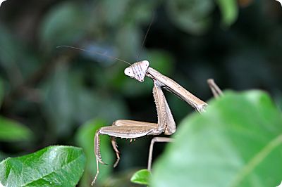 praying mantis 2