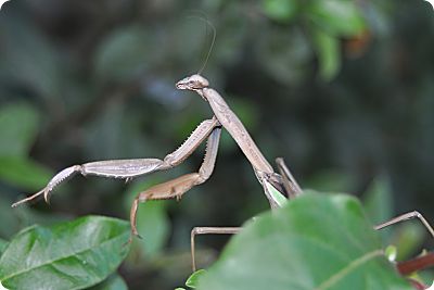 praying mantis 3