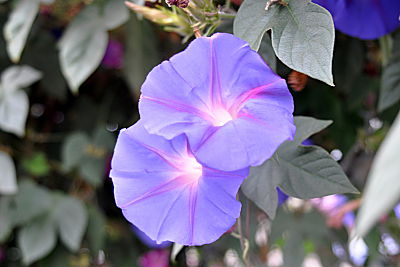 Morning Glory Vine