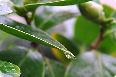 rain drop on camellia