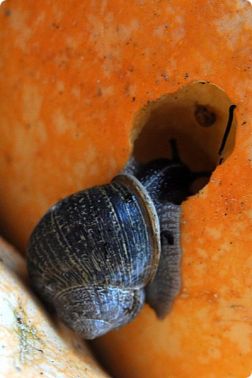 snail eating pumpkin