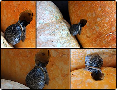 snail eating pumpkin collage