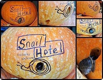 snail hotel collage