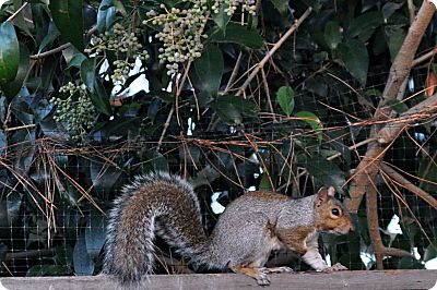 squirrel crossing