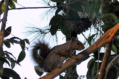 squirrel in the tree