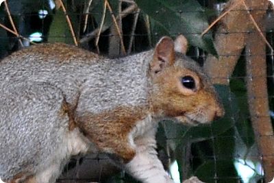 squirrel on the fence