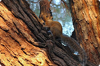 squirrel in the pine tree