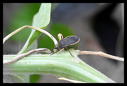 stink bug