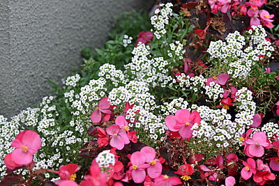 SummerWinds Alyssum and Begonia