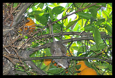 Tree RAt