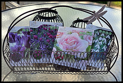 tulip bulb assortment