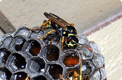 wasp nest